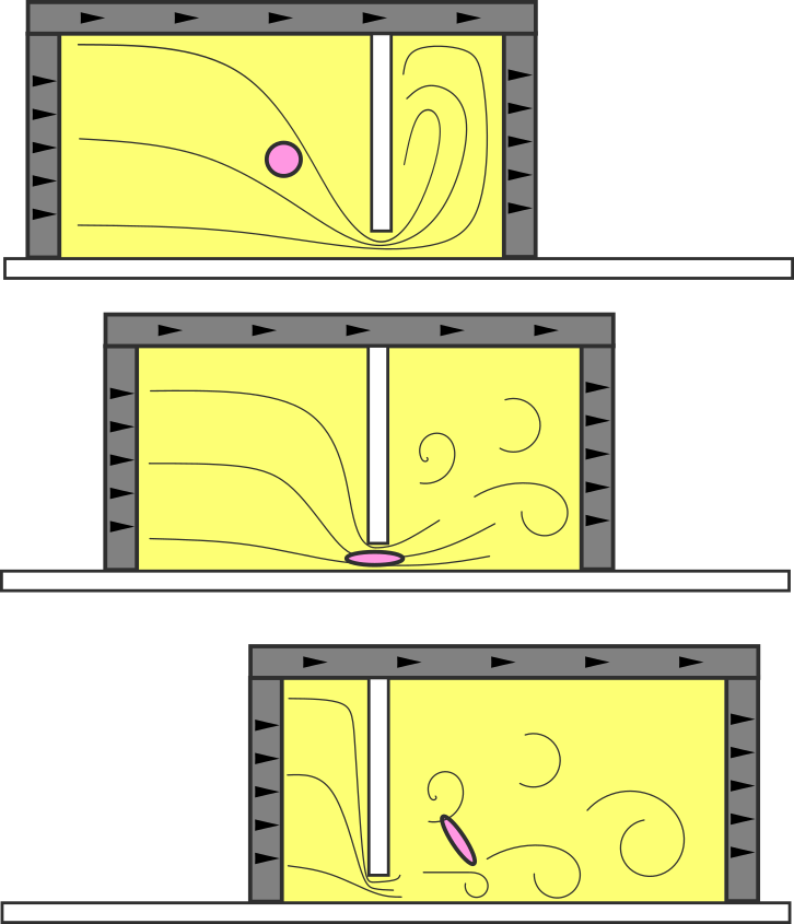 Single granule elongating, peaking, and reorienting as it passes through the slit